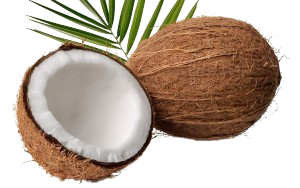Coconut (नारियल) image