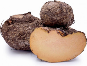 Elephant Yam (सुरन) image